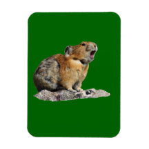 Pika que grita imanes rectangulares