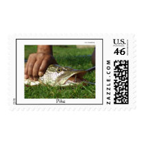 Pike - Catch & Release fishing postage