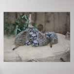 Pile of Meerkats Poster