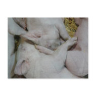 Pile of Piglets postcard