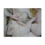 Pile of Piglets Postcard