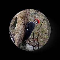 Pileated Woodpecker buttons