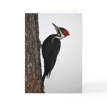 pileated woodpecker cards by Digitalwonder pileated woodpecker cards