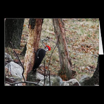 Pileated Woodpecker cards