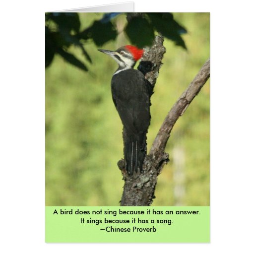 Pileated Woodpecker Card with Nature Quote Zazzle