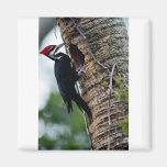 Pileated woodpecker fridge magnet