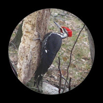 Pileated Woodpecker magnets