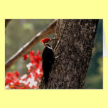 Pileated Woodpecker Greeting Card cards