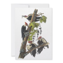 Pileated Woodpecker, John Audubon Personalized Announcement