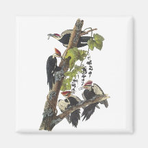 Pileated Woodpecker, John Audubon Refrigerator Magnets