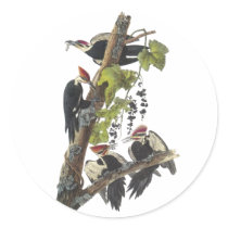 Pileated Woodpecker, John Audubon Round Stickers