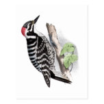 Pileated Woodpecker Post Card