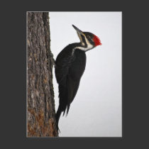 pileated woodpecker postcards by Digitalwonder pileated woodpecker postcards