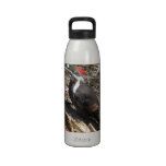 Pileated Woodpecker Reusable Water Bottles