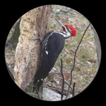 Pileated Woodpecker stickers
