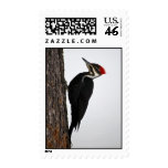 pileated woodpecker stamps