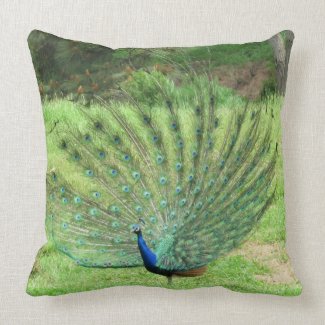 Pillow  - Peacock