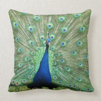 Pillow - Peacock display