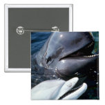 Pilot whale and Atlantic bottlenose dolphin Button