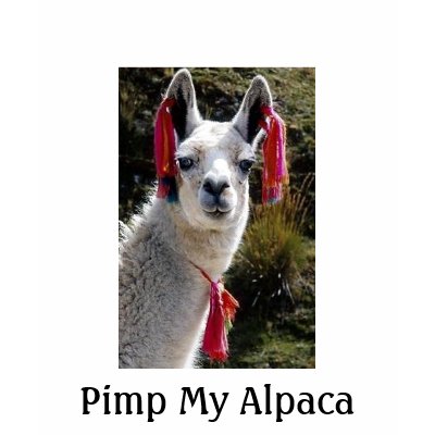 pimp my alpaca