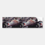 Pimpled basket shell (Nassarius papillosus) Shell Bumper Sticker