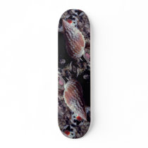 Pimpled basket shell (Nassarius papillosus) Shell Skate Board