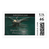 Pin Hole Spider I postage