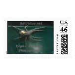 Pin Hole Spider I postage