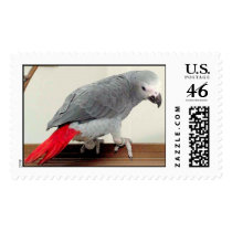 Pincess Diana (african Grey) postage by capthbfd Pincess Diana (african Grey) postage