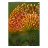 Pincushion Protea card