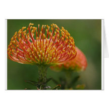 pincushion-protea card