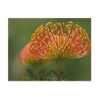 Pincushion Protea postcard