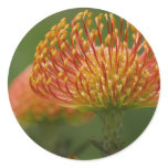 Pincushion Protea Sticker