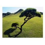 Pine and manmade hillock, Suizenji Park, Kumamoto, Post Card