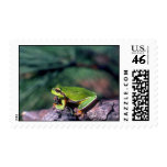 Pine Barrens Treefrog Postage Stamp