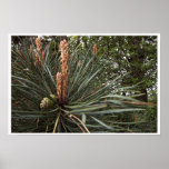 Pine berries posters