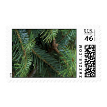 Pine Boughs Christmas Postage Stamp