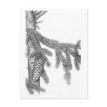 Pine branch