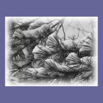 Pine Branches posters