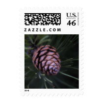 Pine Cone • Christmas Stamp by SabineStGreetings Pine Cone • Christmas Stamp