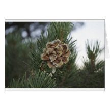 pine cone greeting card