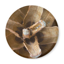 Pine Cone magnets