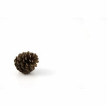 Pine Cone On White Background Acrylic Cut Outs