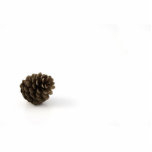 Pine Cone On White Background Acrylic Cut Outs