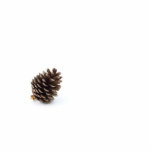 Pine Cone Photo Sculpture
