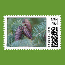 Pine cone postage stamp