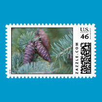Pine cone postage stamp stamps