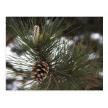 Pine cone postcard