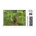 Pine Cone Stamp