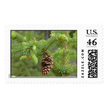 Pine Cone Stamp